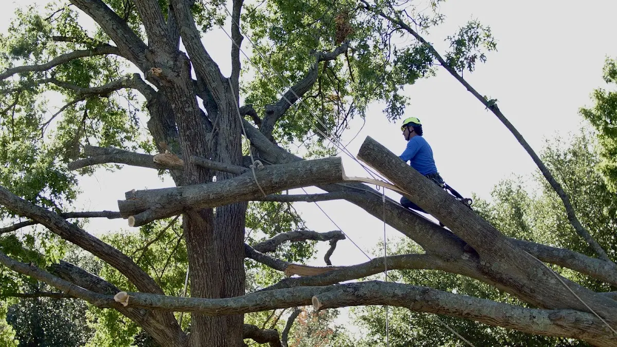 Professional Hazardous Tree Removal performed by certified arborists in Greeneville